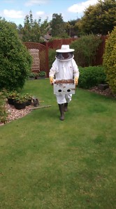 a box of bees