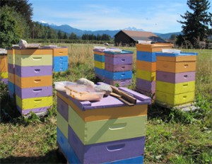 hives 1