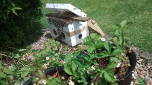 third swarm in june
