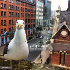 seagull