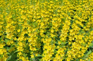 Field of Lysimachia punctata or Yellow Loosestrife flowers in sunny day