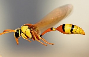 WASP viespea_polybia_paulista