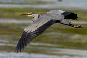 heron in ireland