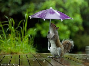squirrel with umbrella