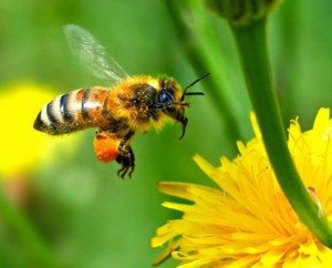 BEE 1