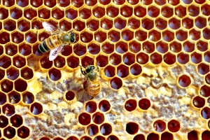 Food and Farm Bogus Honey