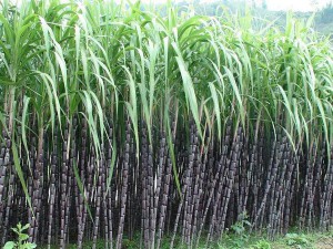 sugar cane
