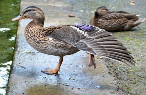 Screen Shot 2016-06-17 at 13.44.08