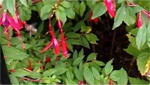 honeybee-on-fuschia-1