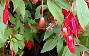 honeybee-on-fuschia-2