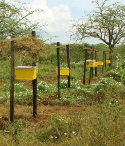 bee-fences-1