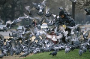 20 Feb 1989, Paris, France --- In a Parisian park, a woman feeds pigeons flying all around her. --- Image by © Bernard Bisson/Sygma/Corbis