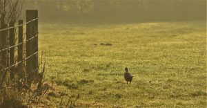 dsc_5083
