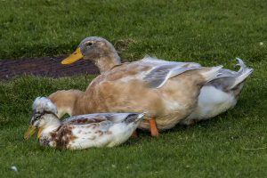 duck-family